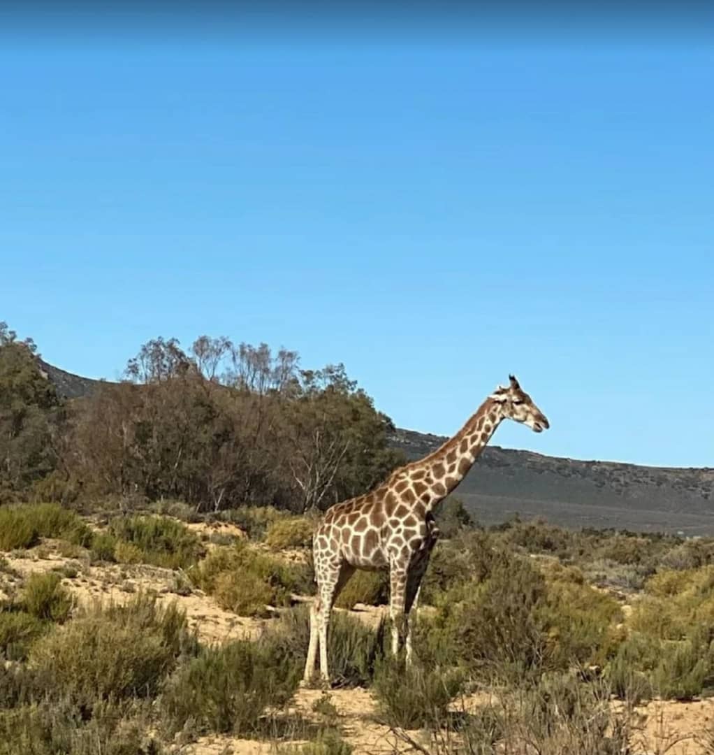 Big 5 Safari Experience