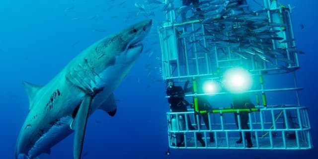 Shark Diving
